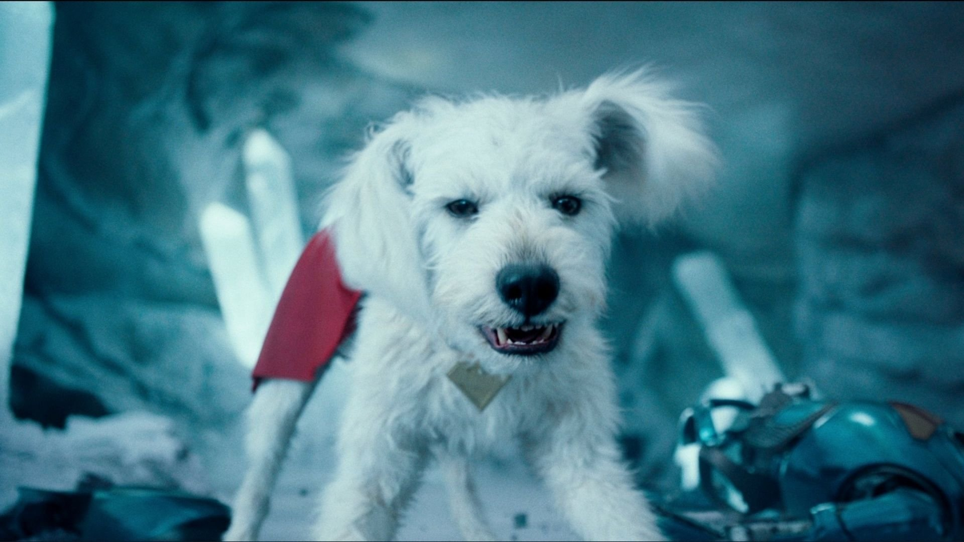 Krypto, o Supercão: Quem é o Cão do Superman que Rouba a Cena no novo filme